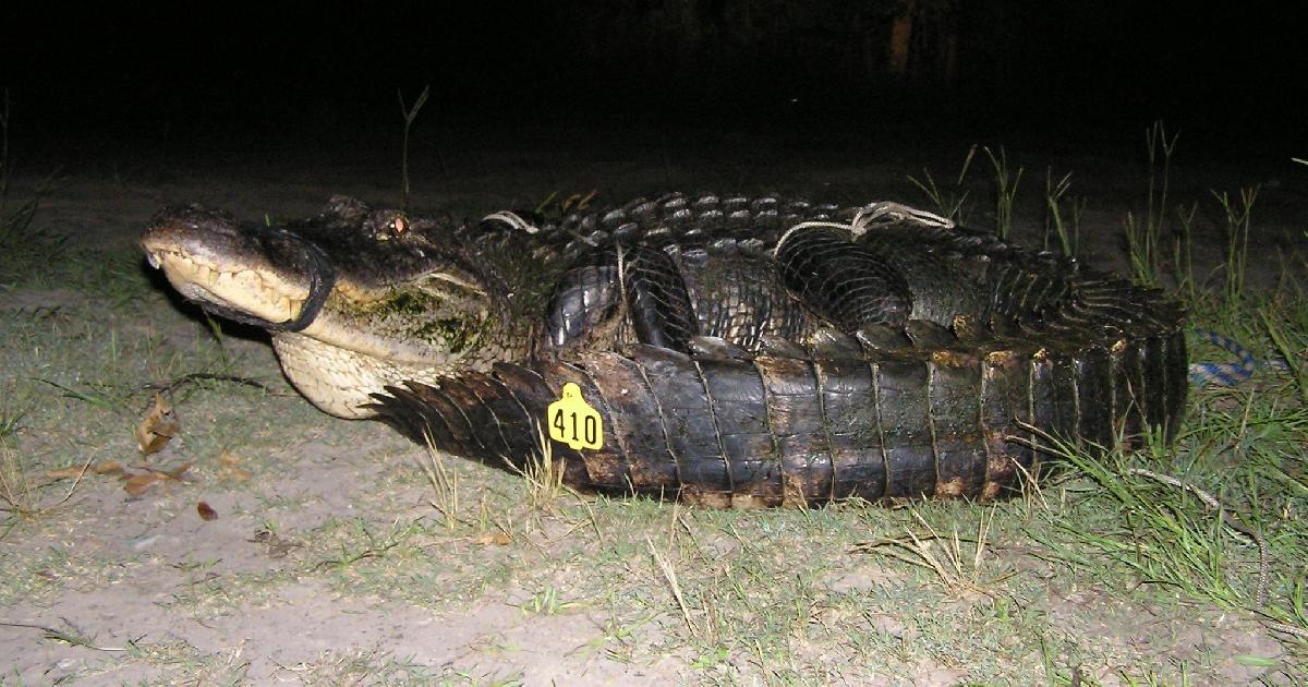 Tények Gigantikus aligátort fogtak rekordot döntött a monumentális hüllő