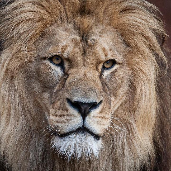 Halálra marta gondozóját az állatkerti oroszlán