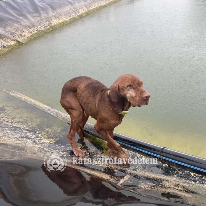 Nagy bajba került egy vizsla Mátészalkán – Fotók